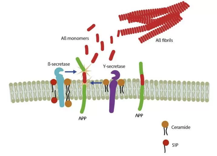 Figure 3. Enrichment of ceramide and S1P in cellular membranes (e.g. in lipid rafts) could promote the generation of Aβ by stimulation of β- and γ-secretases (S.M. Crivelli et al., 2020).